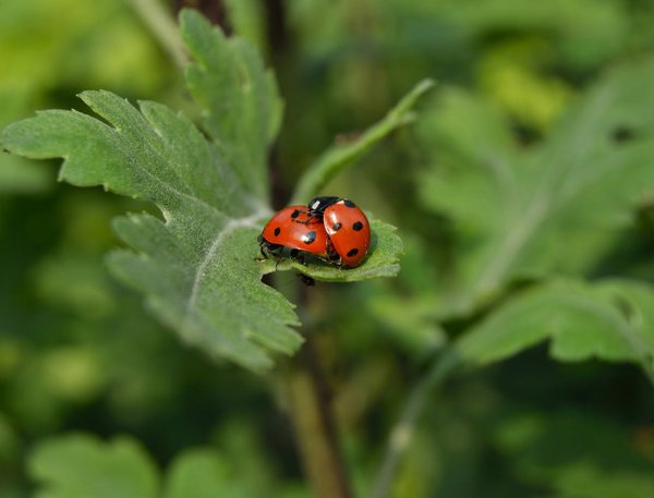 Quelles sont les espèces d'insectes bénéfiques pour un jardin potager?