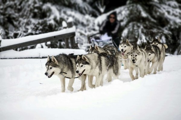 Comment choisir des chaussures pour un chien de race Siberian Husky dans un climat neigeux?