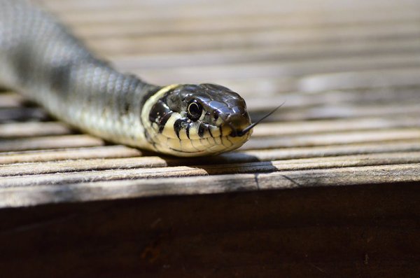 Pourquoi les serpents ont-ils la langue fourchue ?